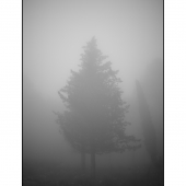 _MG_7446