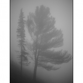 _MG_7456