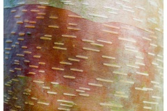 P1020413