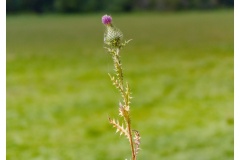 P1020524